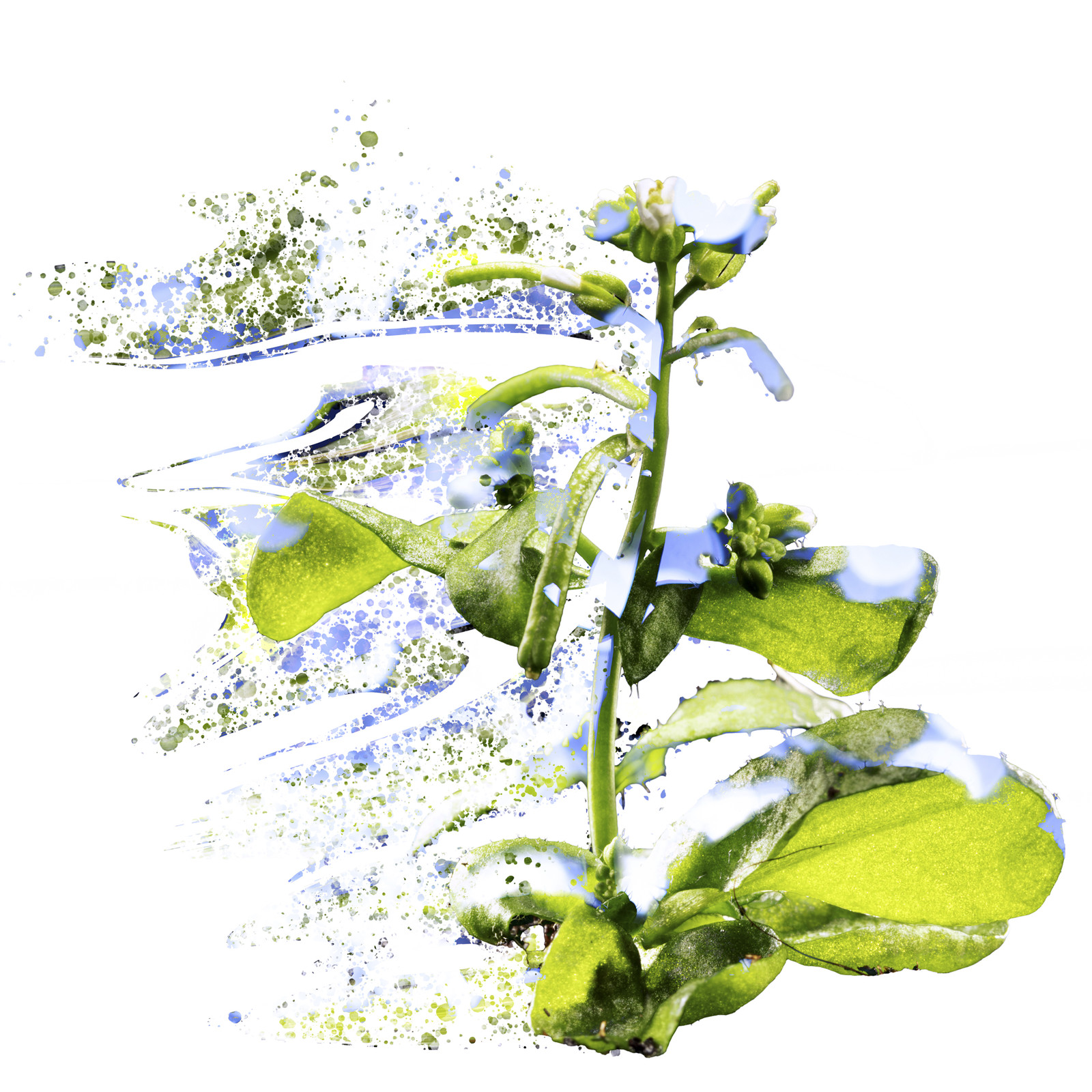 Chez un individu dont les cellules contiennent un noyau, (appelé individu « eucaryote »), tous les organes et tissus portent un génome identique, mais l’utilisent de manière différentielle pour exercer diverses fonctions. L’épigénétique joue un rôle primordial dans cette utilisation différentielle du génome du noyau, se plaçant au-dessus de la génétique, c’est-à-dire sans modifier la séquence ADN, mais plutôt en apposant des marques (ou « signaux ») qui conduisent à des différences entre cellules et aussi entre individus.Les végétaux sont virtuoses dans ces mécanismes épigénétiques. Les chercheurs les étudient par petites touches, en y ajoutant ou supprimant des marques épigénétiques, afin de comprendre leur fonctionnement moléculaire.