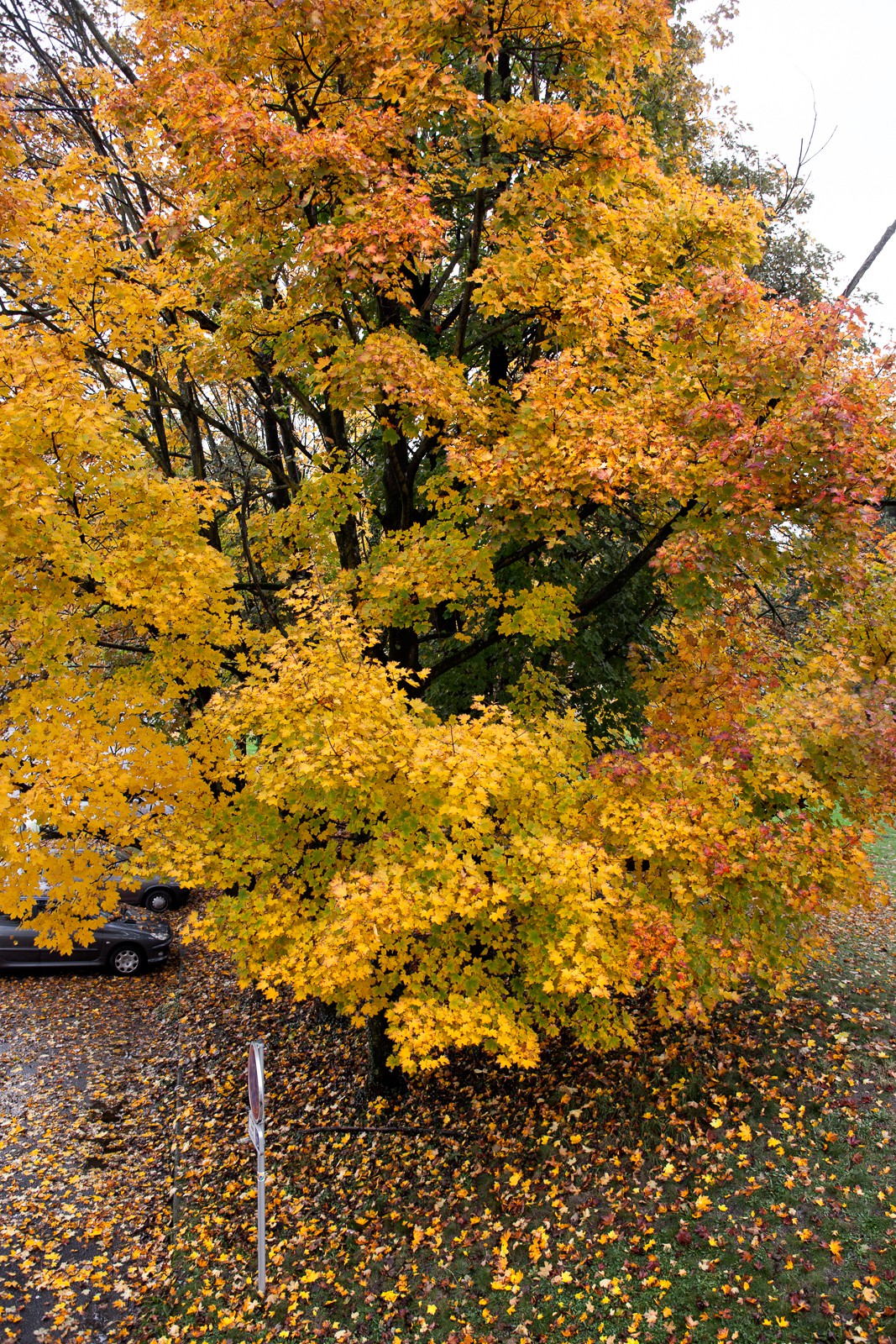 Automne