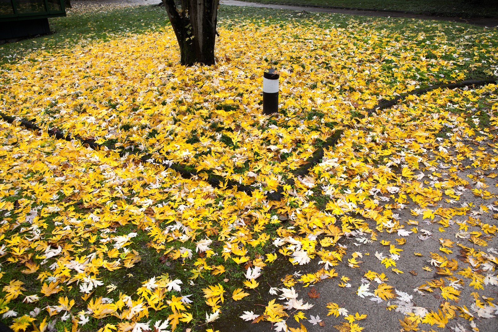 Automne