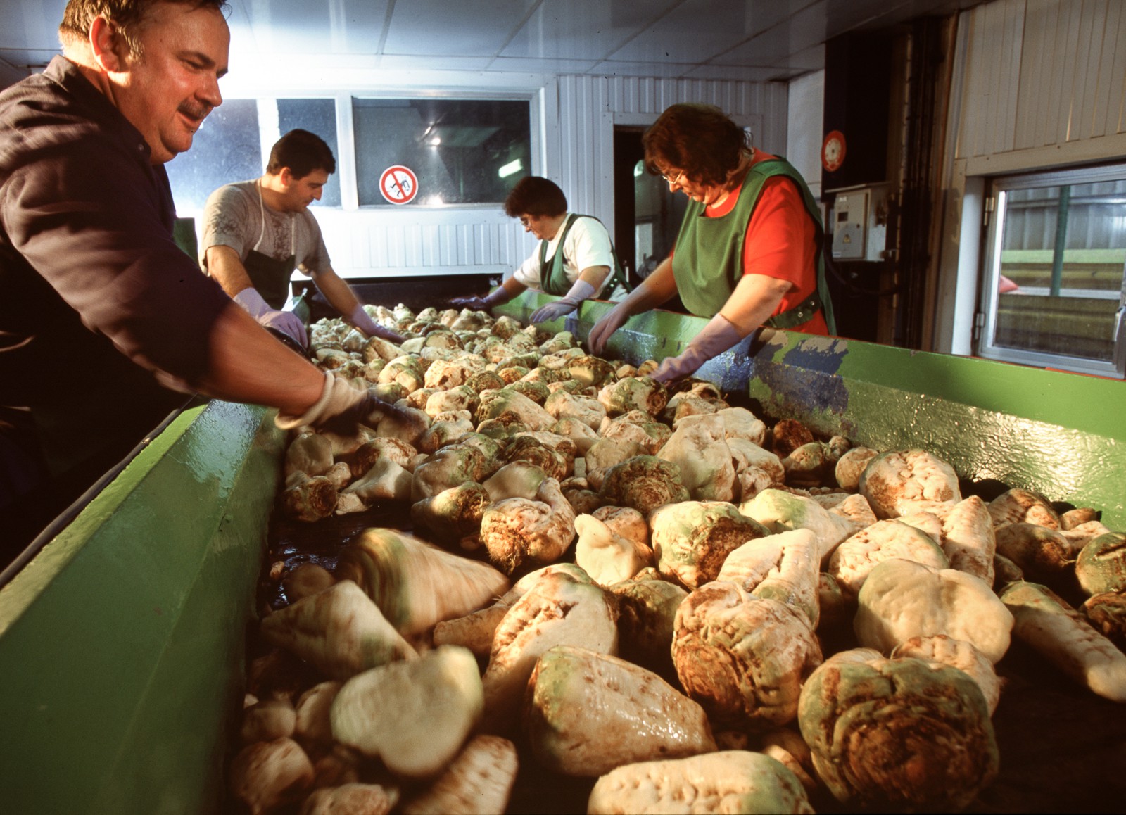 Betteraves sucrieres Betteraves sucrieres