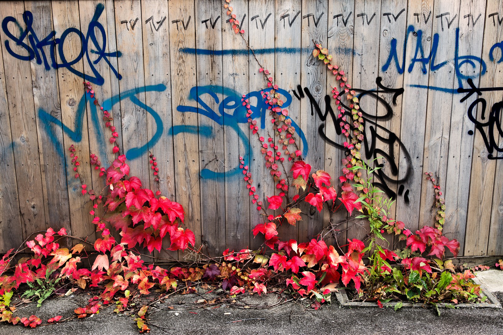 Automne